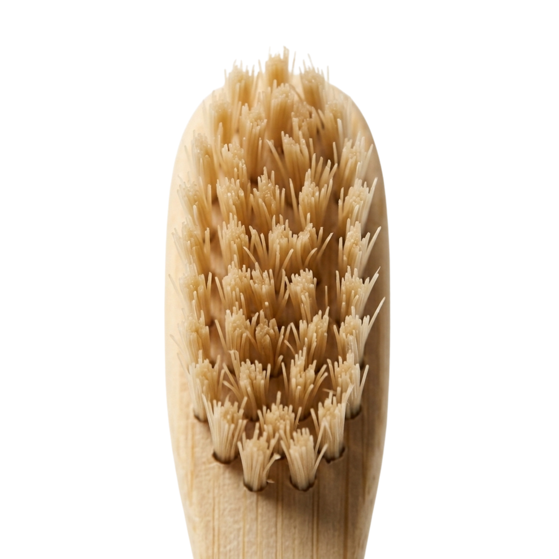 Boar Bristle Toothbrush — product photo on a white background, back view.
